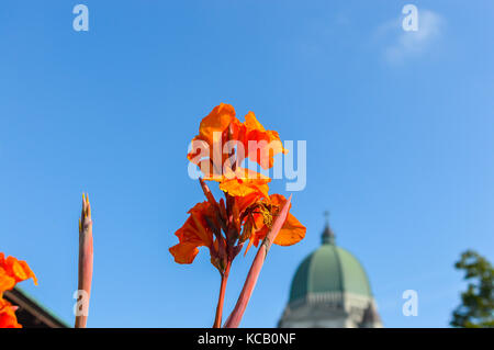 Saint Joseph's Oratory, Mount Royal in Montreal ist Kanadas größte Kirche hinter dem blühenden orange Canna (canna Lilie). Stockfoto