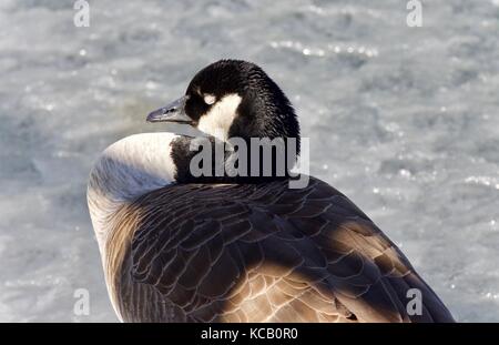 Hintergrund mit einem Canada goose Schlafen auf Eis Stockfoto