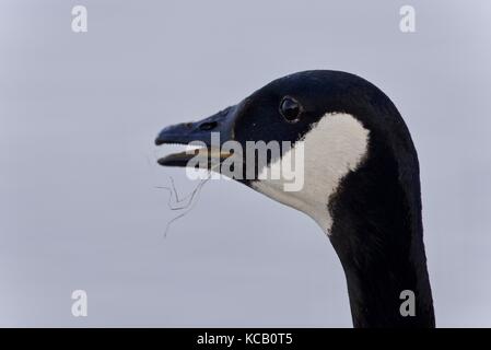 Bild von einem erschrockenen Kanadagans schreien Stockfoto