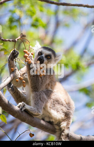 Ring Tailed Lemur sitzen auf Ast essen Beeren, Anja Nationalpark, Madagaskar, 2017 Stockfoto