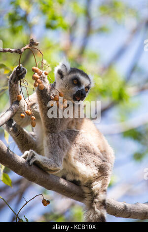 Ring Tailed Lemur sitzen auf Ast essen Beeren, Anja Nationalpark, Madagaskar, 2017 Stockfoto