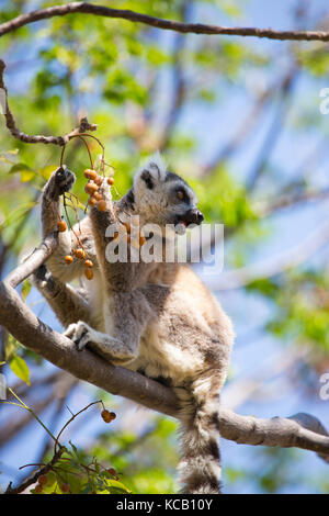 Ring Tailed Lemur sitzen auf Ast essen Beeren, Anja Nationalpark, Madagaskar, 2017 Stockfoto