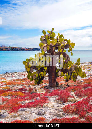 Cactus Bäume auf South Plaza - Galapagos, Ecuador Stockfoto