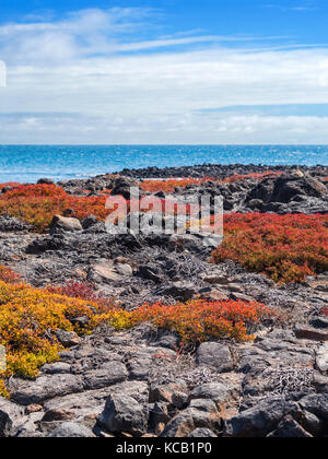 Klippen und Felsen auf South Plaza - Galapagos, Ecuador Stockfoto