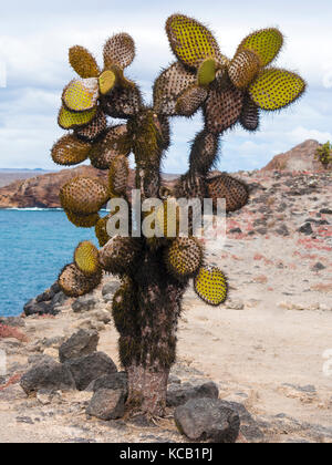 Cactus Bäume auf South Plaza - Galapagos, Ecuador Stockfoto