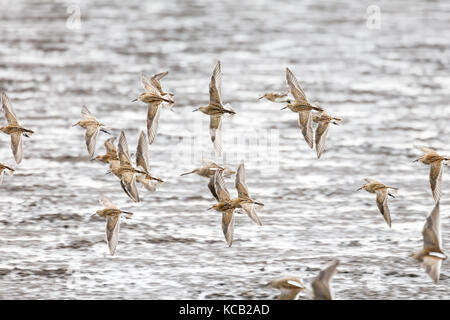 Flying dowitcher und Sandpiper in Richmond bc Kanada 2017 Sep. Stockfoto