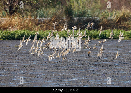 Flying Sandpiper in Richmond bc Kanada 2017 Sep. Stockfoto