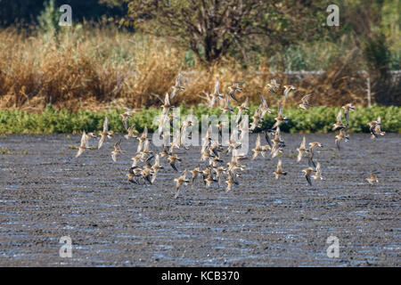 Flying Sandpiper in Richmond bc Kanada 2017 Sep. Stockfoto