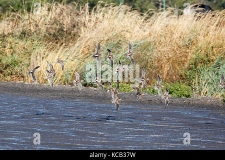 Flying dowitcher und Sandpiper in Richmond bc Kanada 2017 Sep. Stockfoto