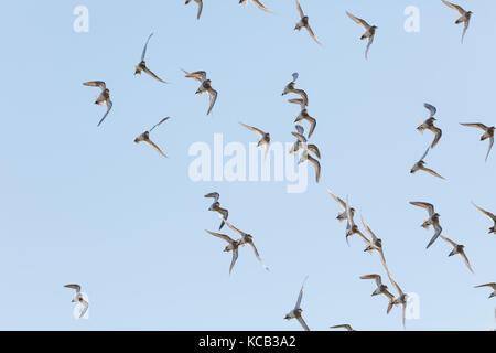 Flying Sandpiper in Richmond bc Kanada 2017 Sep. Stockfoto