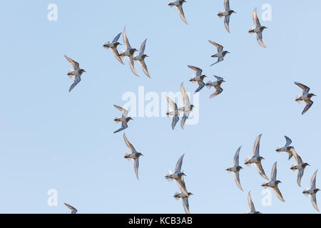 Flying Sandpiper in Richmond bc Kanada 2017 Sep. Stockfoto