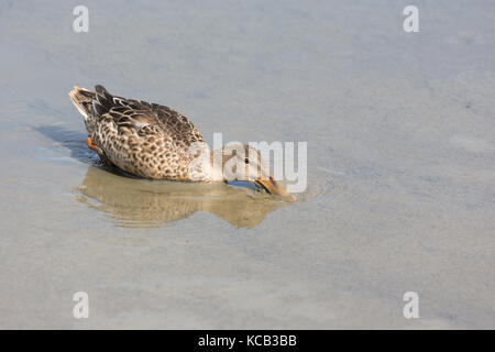 Weibliche Northern shoveler bei Delta bc Kanada 2017 Sep. Stockfoto