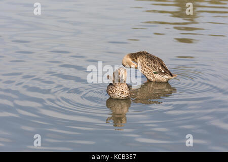 Weibliche Northern shoveler und Green-winged Teal bei Delta bc Kanada 2017 Sep. Stockfoto