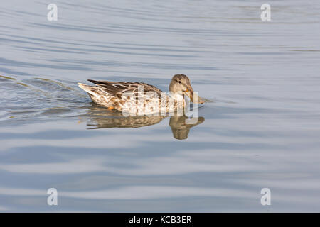 Weibliche Northern shoveler bei Delta bc Kanada 2017 Sep. Stockfoto