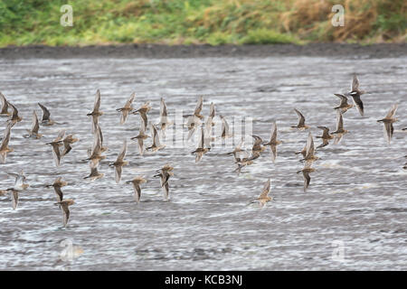 Flying dowitcher und Sandpiper in Richmond bc Kanada 2017 Sep. Stockfoto