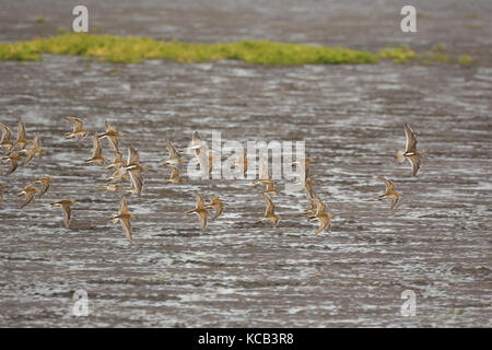 Flying dowitcher und Sandpiper in Richmond bc Kanada 2017 Sep. Stockfoto