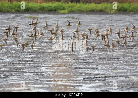 Flying Sandpiper in Richmond bc Kanada 2017 Sep. Stockfoto