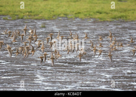 Flying Sandpiper in Richmond bc Kanada 2017 Sep. Stockfoto