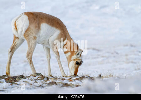 Pronghorn im Schnee, Yellowstone National Park Stockfoto