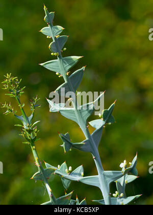 Colletia Paradoxa oder Anker pflanze Uruguay, Brasilien Stockfoto