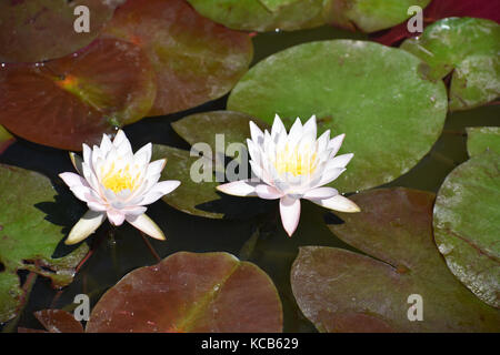 Zwei nebeneinander White Lotus Blumen. Stockfoto