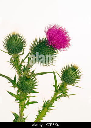 Speerdistel Cirsium vulgare oder Stierdistel oder gemeine Distel auf ausgeschnittenem Hintergrund Stockfoto