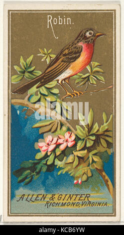 Robin, von den Vögeln von Amerika Serie (N4) für Allen & Ginter Zigaretten Marken, 1888 Stockfoto