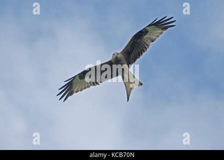 Ein rotmilan (milvus mivus) im Flug Stockfoto