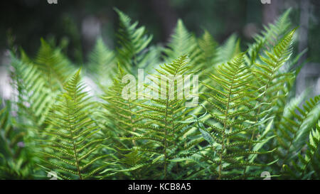 Wunderschöne grüne Blätter einer Farn Bush Stockfoto