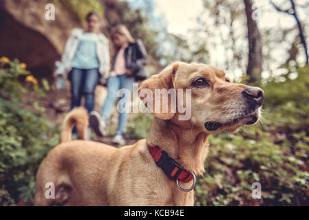 Kleine gelbe Hund auf einem Waldweg mit einem Menschen zu Fuß im Hintergrund Stockfoto