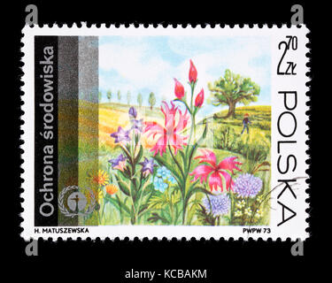 Briefmarke aus Polen mit Wildblumen auf einer Wiese. Stockfoto