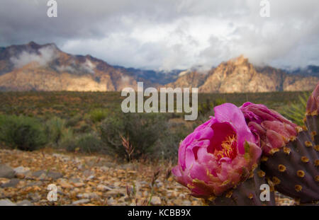 Rosa Blume blühen auf Wüste Kaktus im Red Rock Canyon in Las Vegas, Nevada Stockfoto