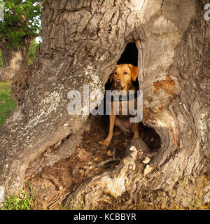 Service Hund warten in den hohlen Stamm einer alten Eiche Stockfoto