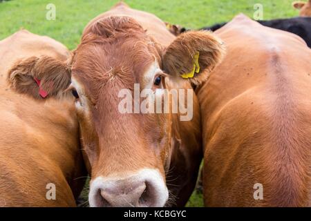 Limousin Kühe in einer BRITISCHEN farm Feld Stockfoto