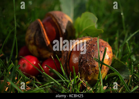 Conkersstill in Tanks mit Blättern und roten Beeren sitzen auf Gras Stockfoto