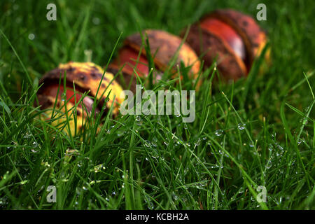Drei conkers in einer Reihe im Hintergrund sitzen mit Wassertropfen auf Gras im Vordergrund Stockfoto
