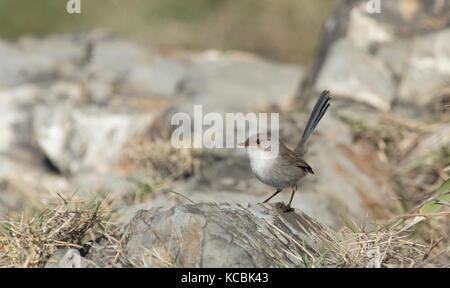 Splendid Märchen wren, malurus cyaneus, weiblich, stehend auf einem Felsen mit kopieren. Stockfoto