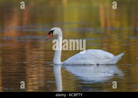 Ein höckerschwan Cygnus olor Schwimmen auf einem goldenen See im Herbst Stockfoto