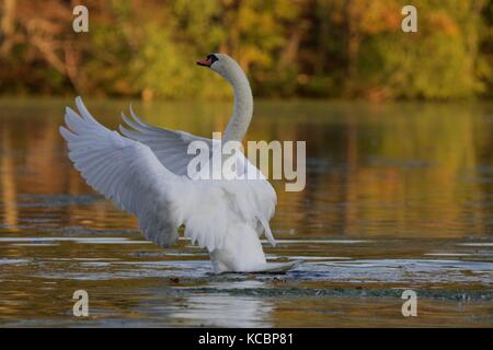 Ein höckerschwan Cygnus olor seine Flügel auf einem goldenen See im Herbst Stockfoto