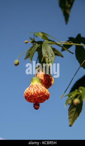 Rote und gelbe Blume auf einer chinesischen Laterne Blume, auch indische Malve und Blüte Ahorn Stockfoto