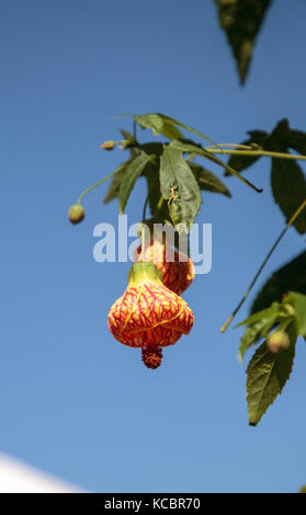 Rote und gelbe Blume auf einer chinesischen Laterne Blume, auch indische Malve und Blüte Ahorn Stockfoto