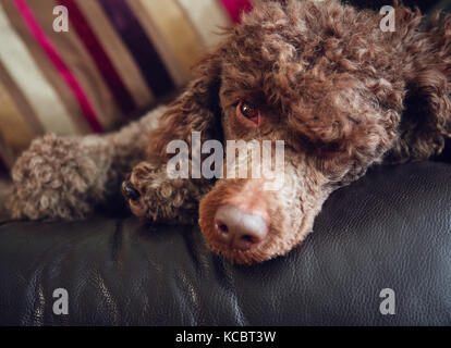 Eine Schokolade Zwergpudel schlafen auf einem Sofa. Stockfoto