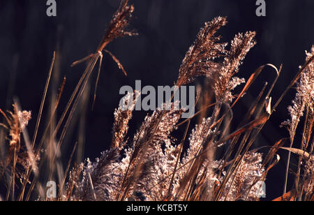 Samen des wildes Gras trocknen in der Abendsonne. Stockfoto