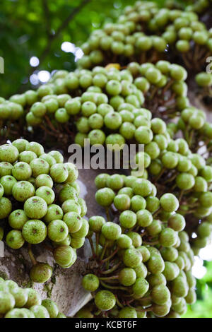 Bunte Feigenbaum (Ficus variegata) Entwicklung von cauliflorous Obst. Cow Bay. Queensland Australien. Stockfoto