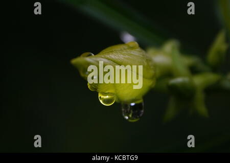 Die Schönheit der gleitenden Regentropfen über Goldene Trompete Bud. Stockfoto