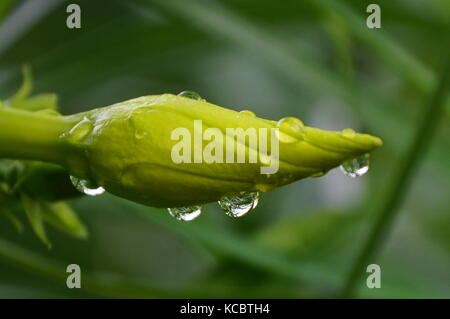 Die Schönheit der gleitenden Regentropfen über Goldene Trompete Bud. Stockfoto