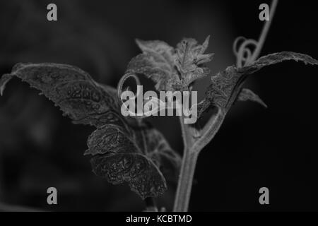 Die Textur der Blätter in schwarz & weiß Stockfoto