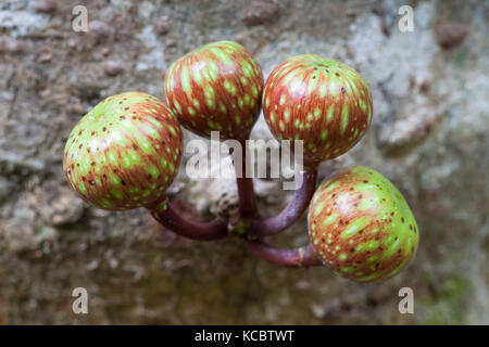 Bunte Feigenbaum (Ficus variegata) Reif cauliflorous Obst. Cow Bay. Daintree Nationalpark. Queensland Australien. Stockfoto