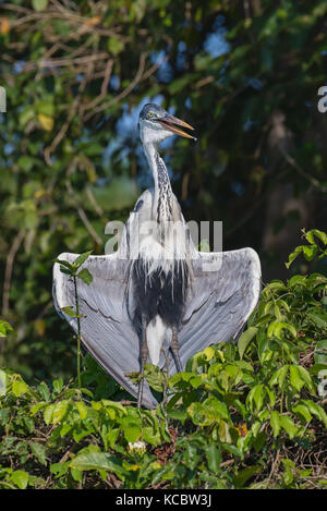 Cocoi Heron trocknet nach dem Angeln auf dem Cuiaba River, Nord Pantanal, Brasilien. Stockfoto