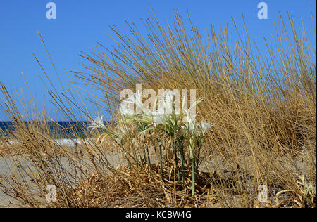 Meer Narzisse (Pancratium maritimum) am Strand von Plakias, Südkreta, Griechenland Stockfoto